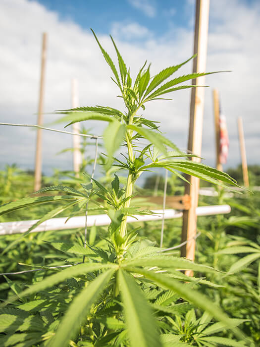 CBD-Blüten werden aus Nutzhanf gewonnen. Die Cannabispflanze eignet sich auch zum Eigenanbau.